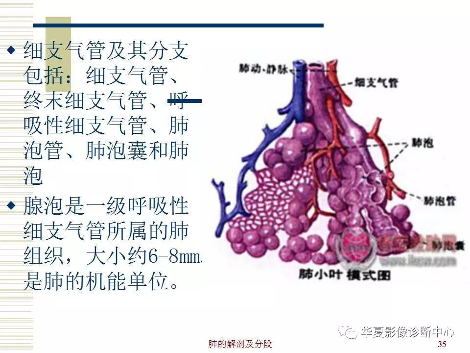 肺部解剖与分段