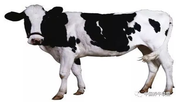 描写奶牛外貌的开头