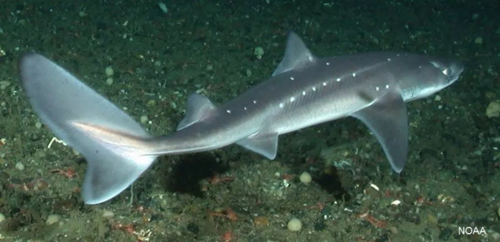 1, pacific spiny dogfish shark(太平洋海狗刺鲨)