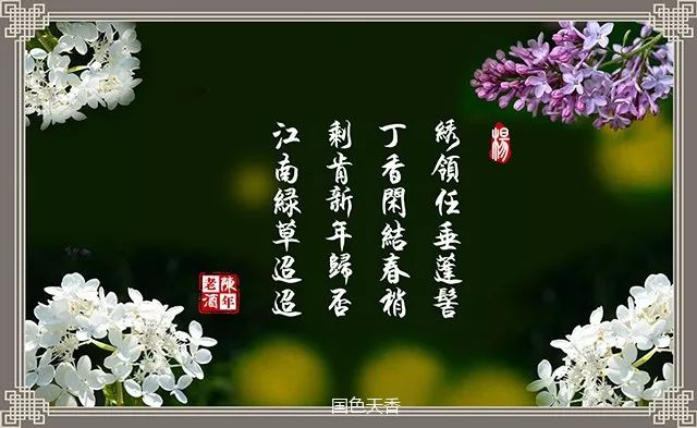 经典回放|《丁香花》