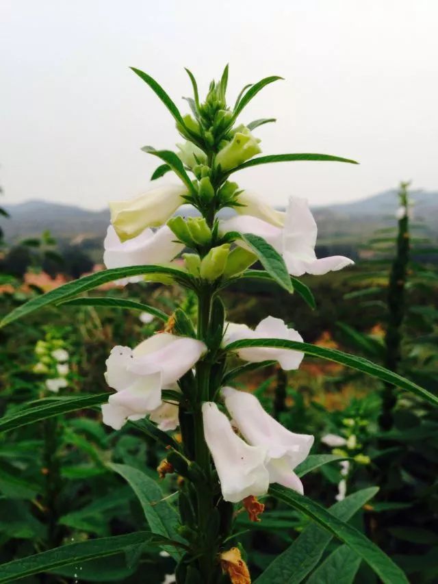 【每日一花】芝麻开花,节节高!