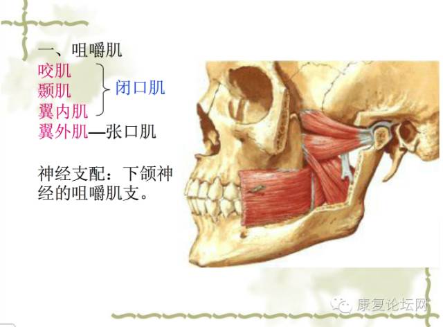 干货| 面部深层解剖