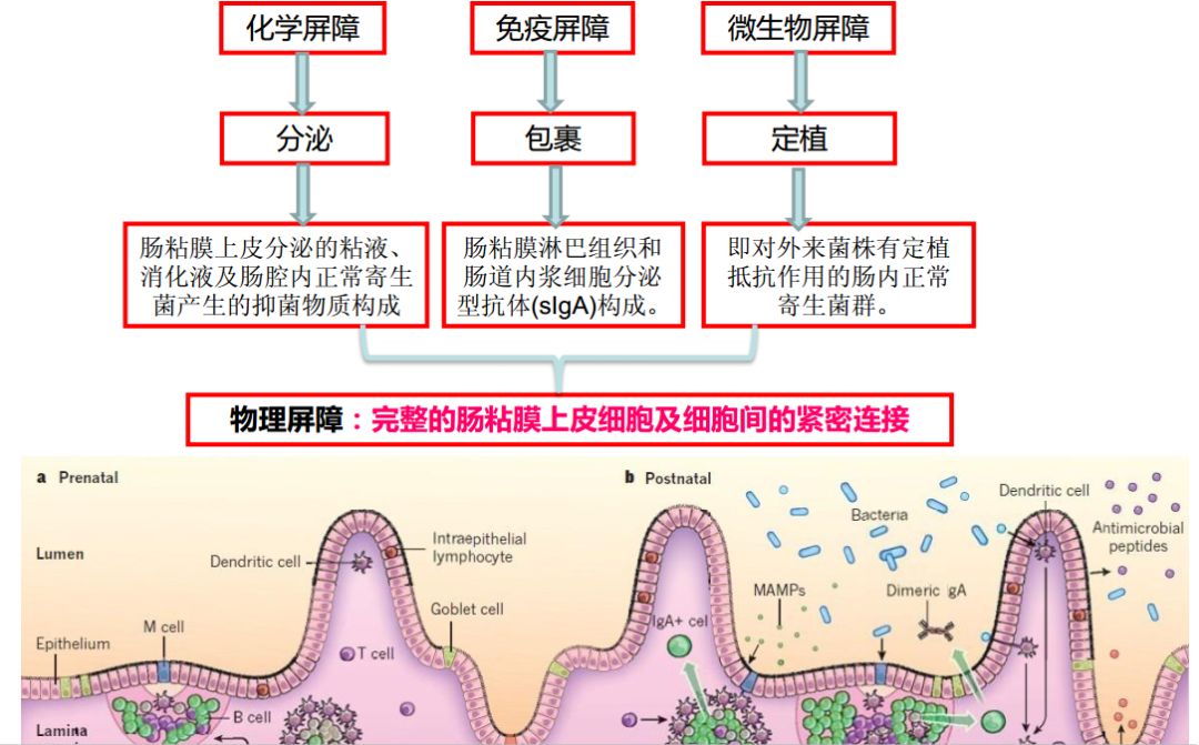 物理屏障※化学屏障※微生物屏障※免疫屏障肠道健康:即为维持其