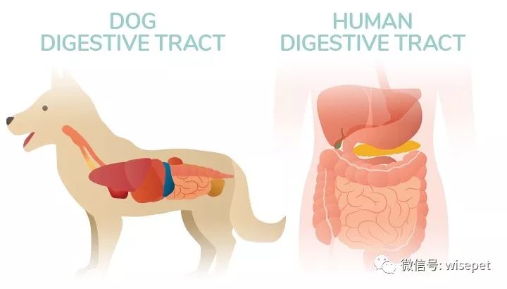  Understanding and Defining Pet Peeve: Unraveling the Irritations that Bother Us