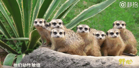 精怪细尾玝英文名(meerkat,拉丁学名(suricata suricatta,别名猫鼬