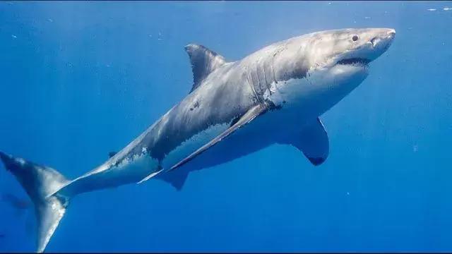 14,pacific great white shark 太平洋大白鲨