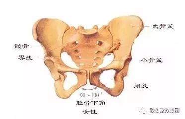 界线:由骶骨岬,弓状线,耻骨梳,耻骨结节,耻骨联合上缘构成的环形线.