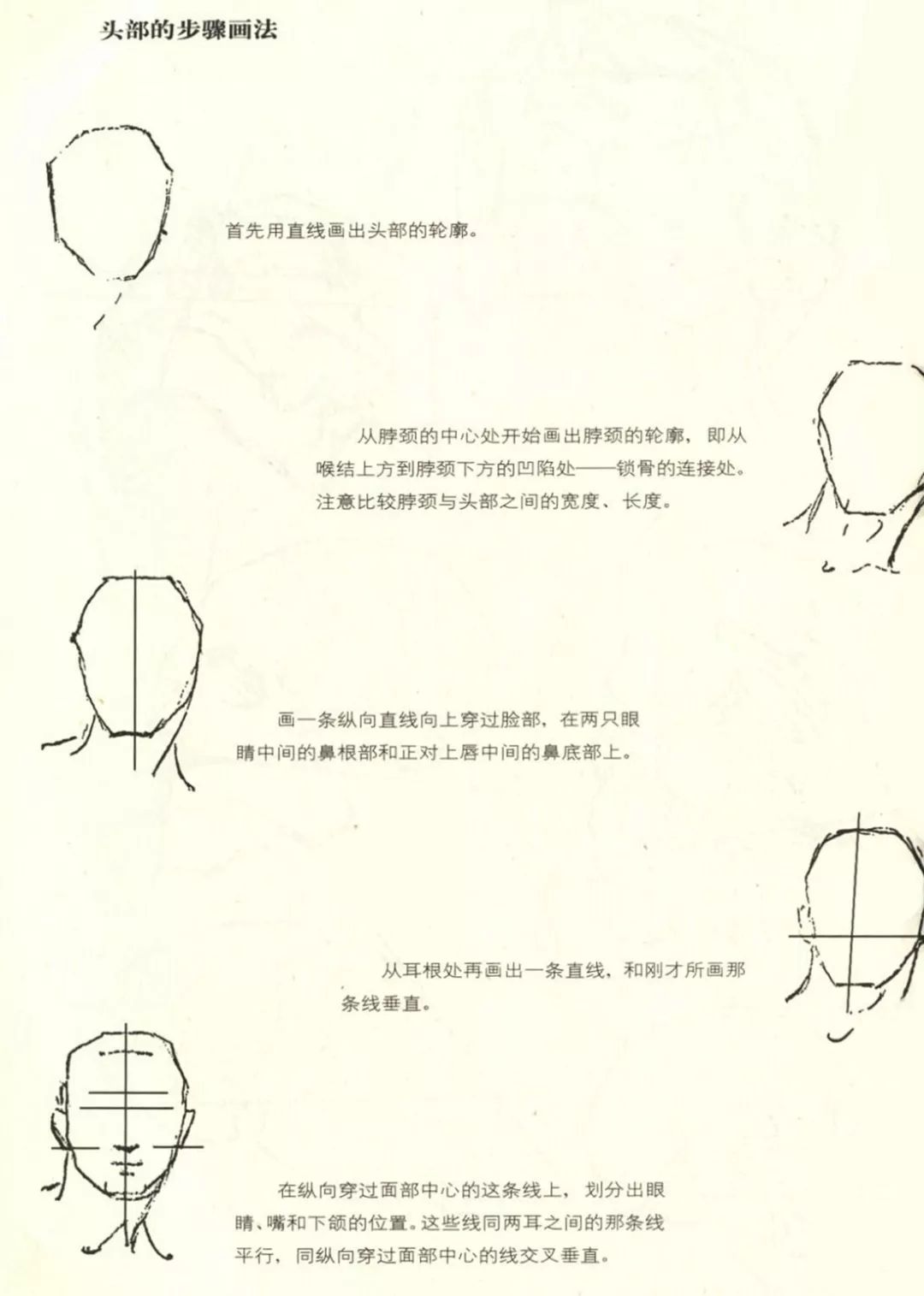 头部基础教学头骨及头部透视变化规律