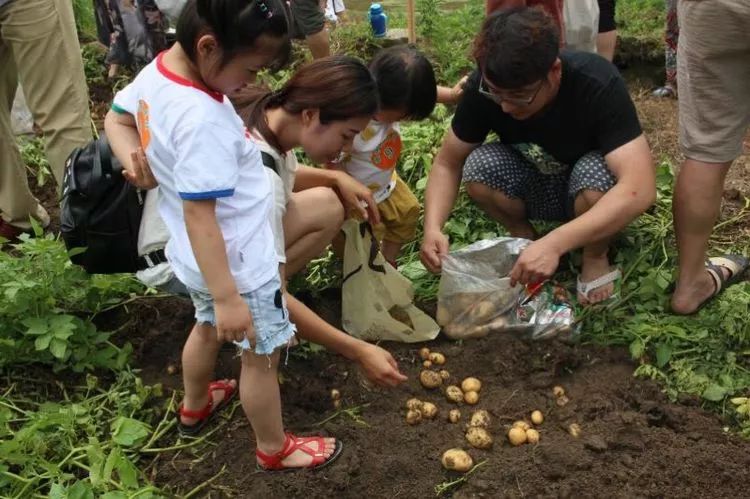 【扶贫项目】来自国家级传统古村落的高山原种土豆,邀您开始一场美丽