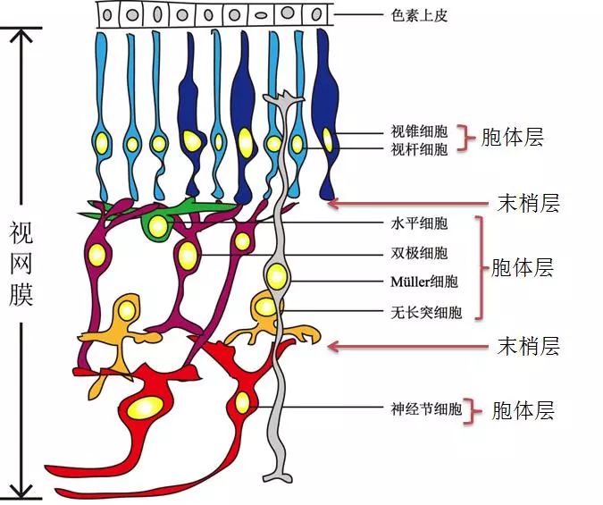 视网膜的具体结构由以下部分组成,视网膜细胞的胞体,分别构成了三个胞