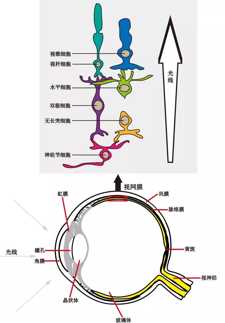 视网膜怎么说