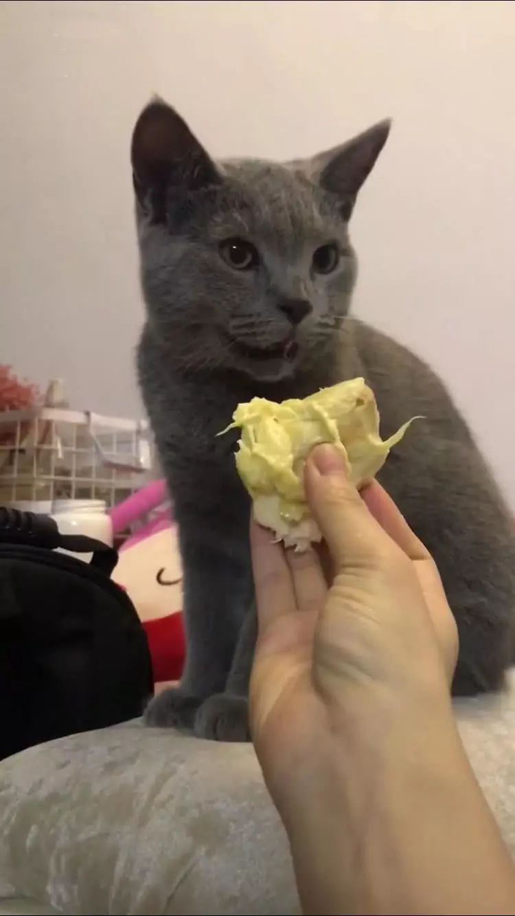 小姐姐喂榴莲给猫咪吃,猫咪闻见味道后竟然这个反应!