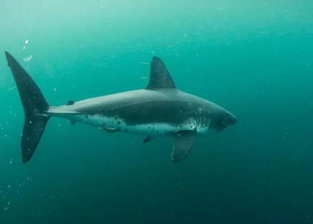 这是世界上数目最多的鲨鱼之一,虽然体型很小,但因其在鳍上生产液而