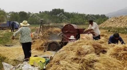 运到场里的麦捆,一车车地堆在一起,为了晾晒,必须用铡刀将麦穗铡下来