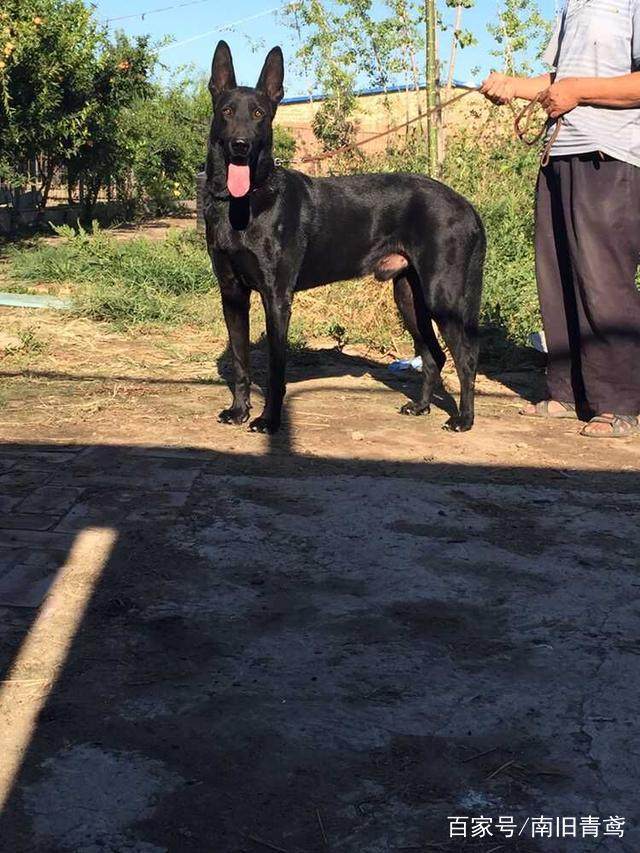 中国最牛逼,最受欢迎的黑色幽灵犬,赈灾辟邪,抗灾免病的神犬