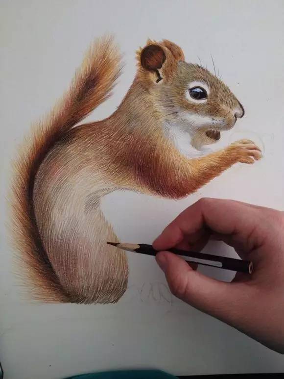 教你画一只小松鼠!
