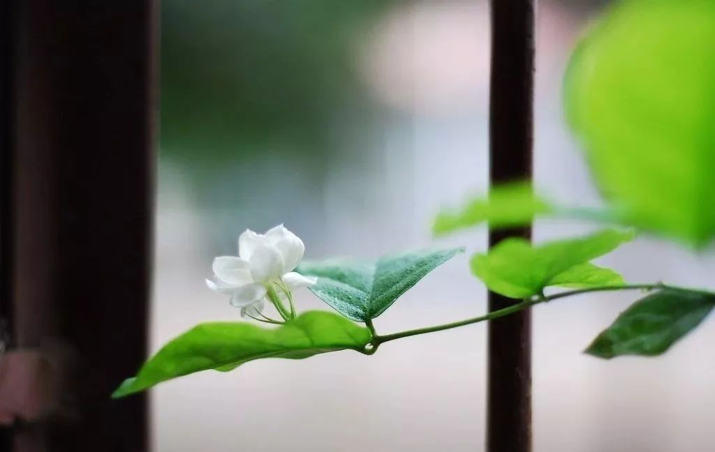 好一朵的茉莉简谱古筝_好一朵美丽的茉莉简谱