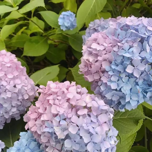 3,如果想要多色绣球花,可以在绣球花开出粉色后,施用酸性的肥料,花朵