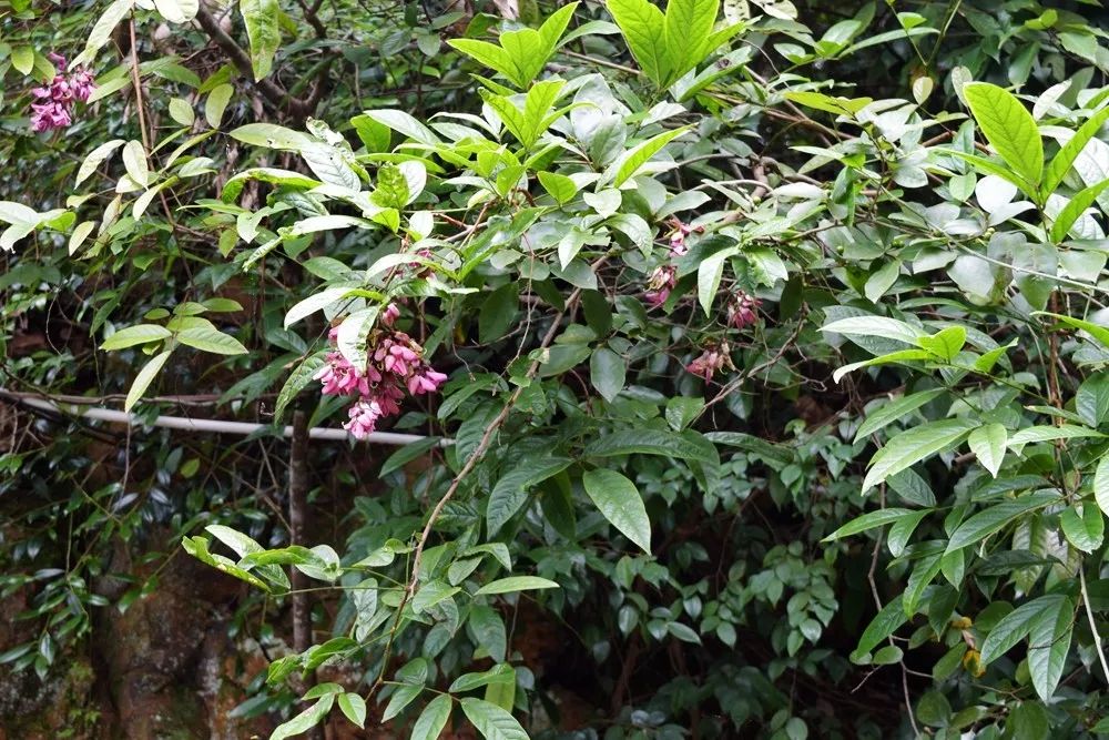 乡土植物|会流血的植物你见过吗?