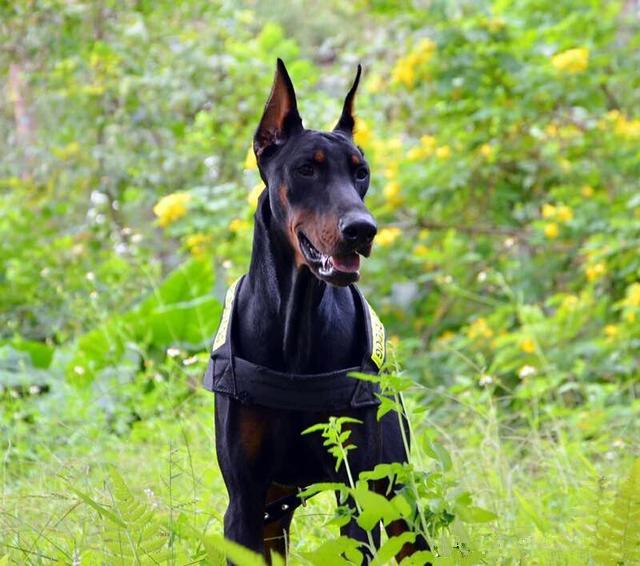 霸道总裁——杜宾犬的高逼格介绍