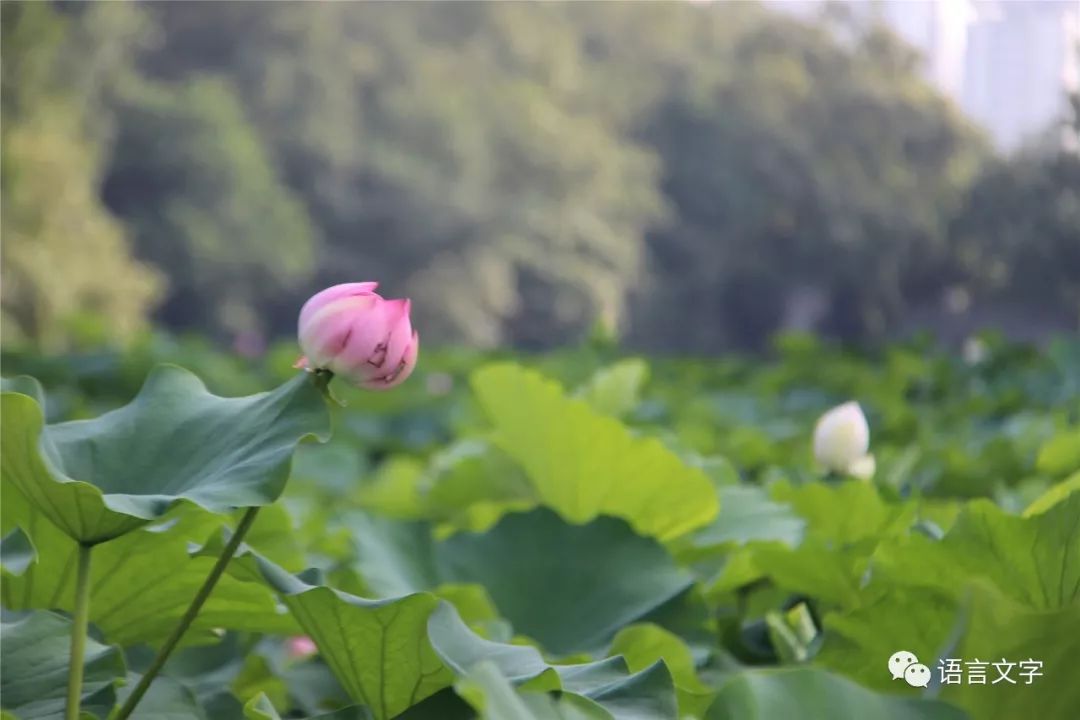 莲花人口_莲花县的人口民族