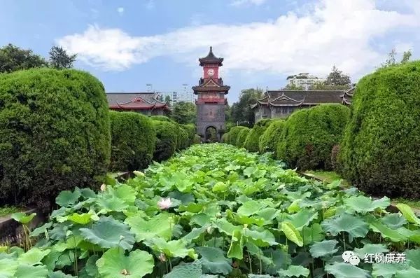 成都最全赏荷花攻略