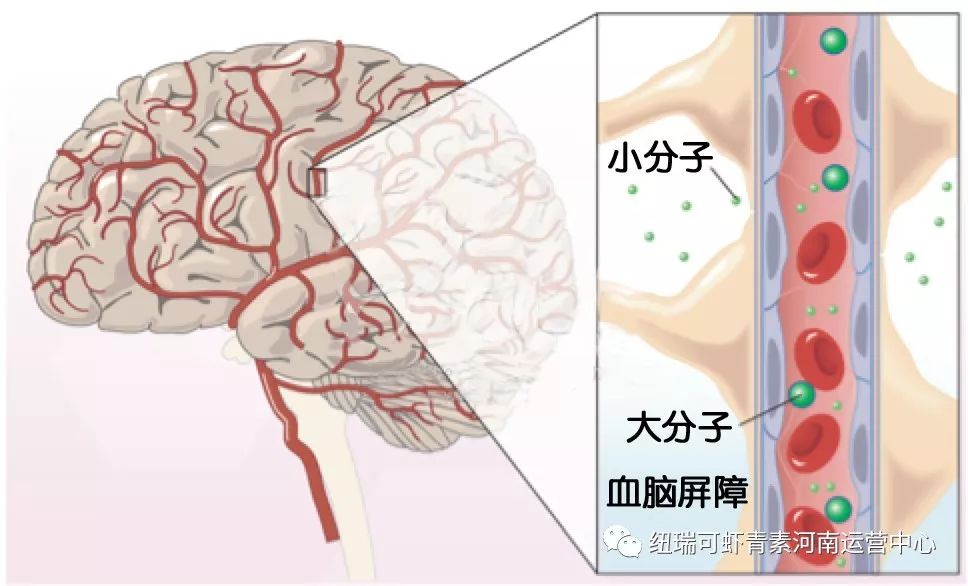 虾青素大讲堂:穿越血脑屏障 保卫大脑健康