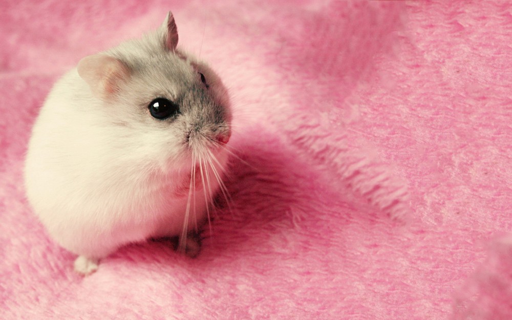 最萌的一种老鼠,长得迷你可爱,在养宠界很受欢迎