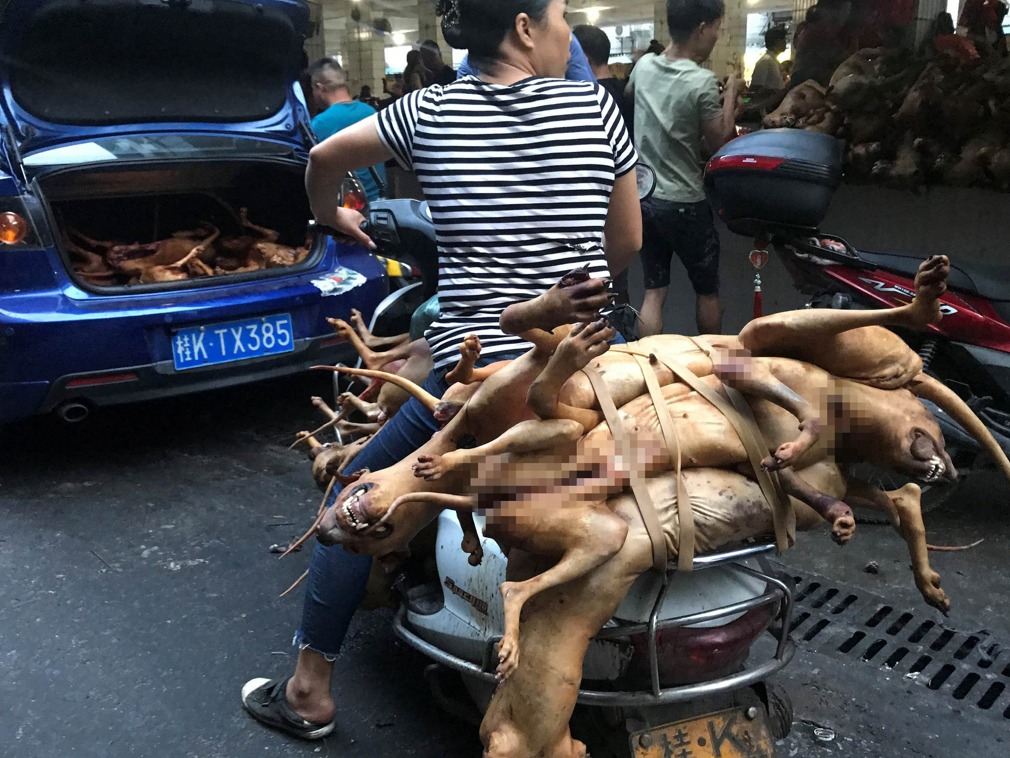 300万人联署抵制无效2018玉林狗肉节开幕