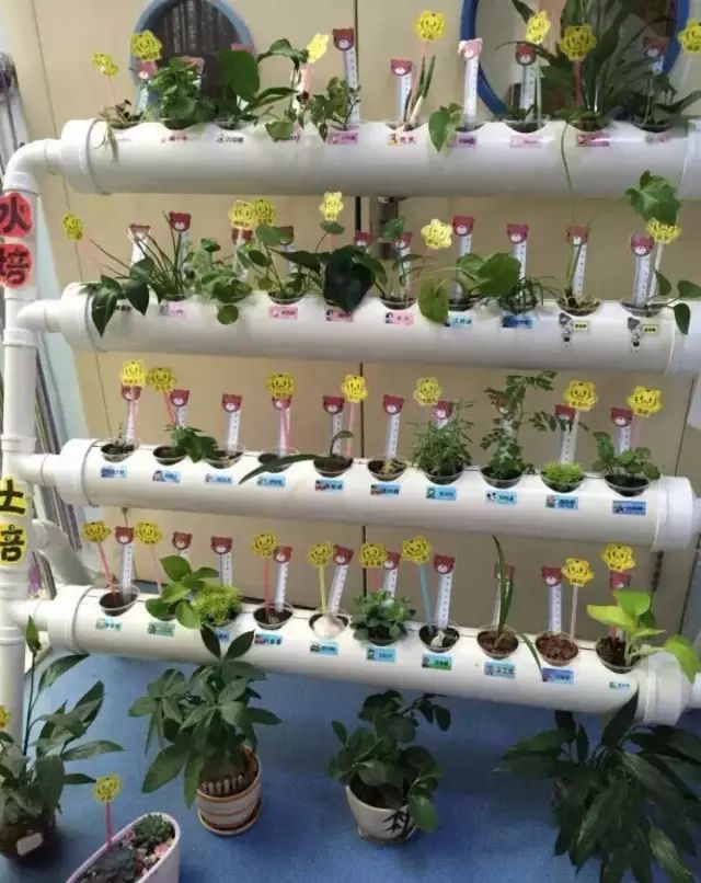 【植物角】夏天,让幼儿园的植物角变出新花样!