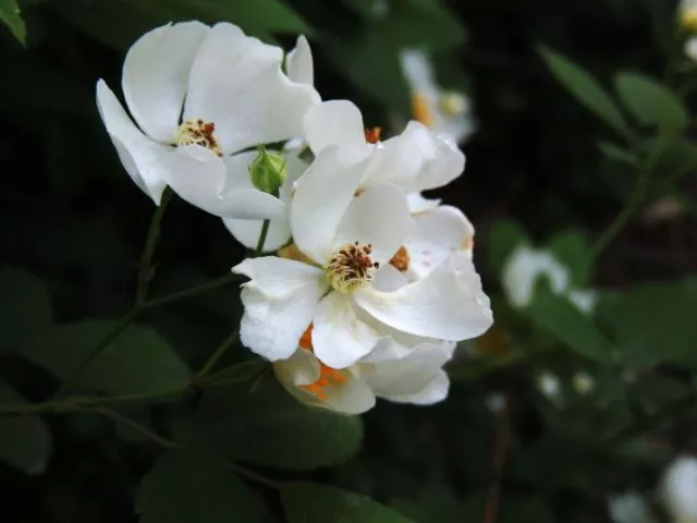 开到荼靡花事了,"荼蘼"究竟是一种什么花