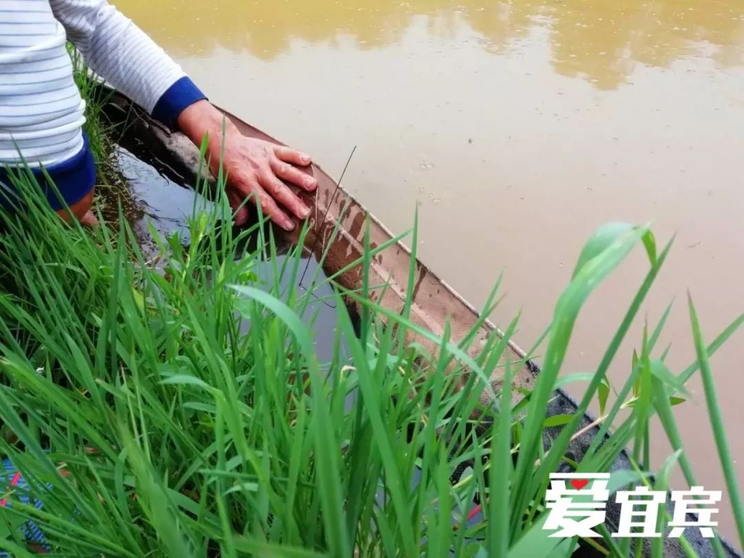 钓黄鳝,吃野味!宜宾这个季节的农村一路都惊喜.