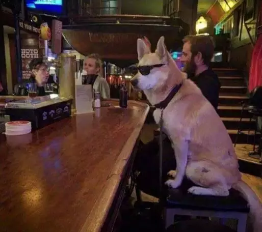 狗子:虽然我蹦迪泡吧喝酒,但我知道我是一条好狗!