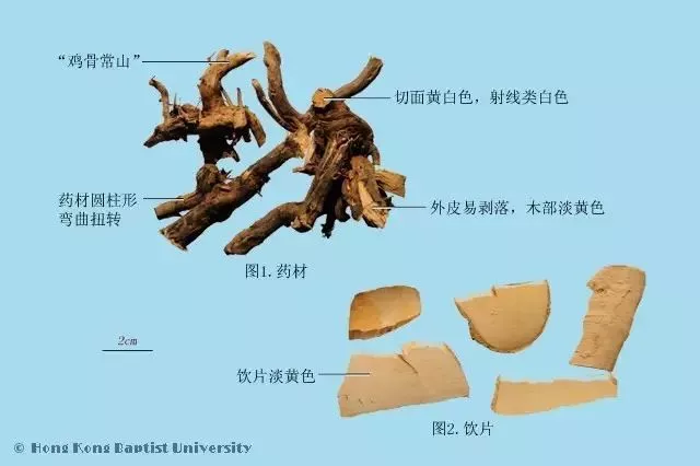 每天最少学一味中药常山第602天