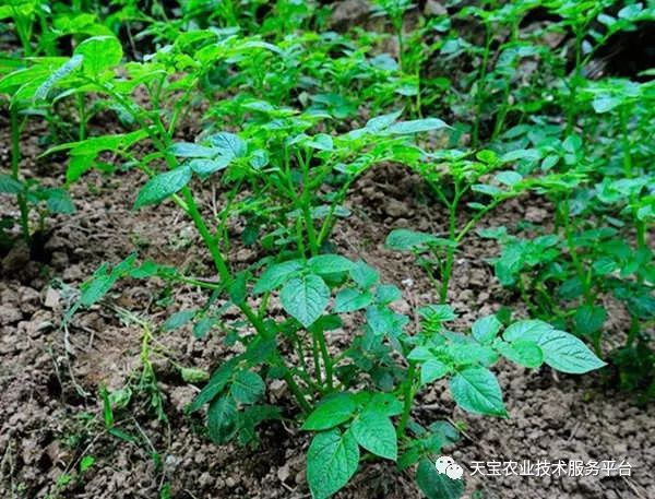 其中对温度的要求是:15℃条件下出苗后7天形成块茎,在25℃条件下需21