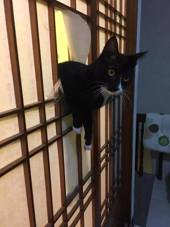 网友家的猫总是破门而入,后来把门换成玻璃的后.