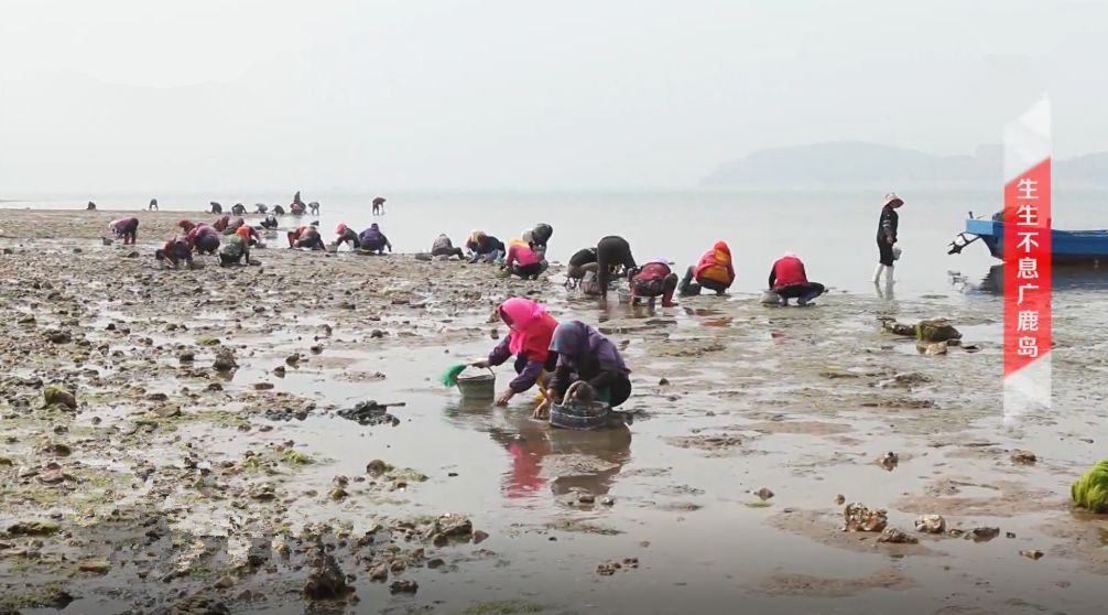 广鹿岛赶海夏日里静享慢生活