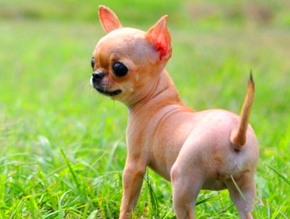 体型最小的一种狗狗,眼睛炯炯有神,被人们称为吉娃娃