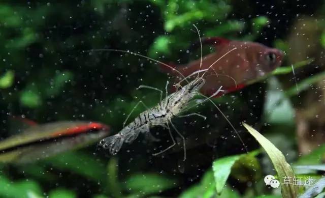 草缸迷·百科--黑壳虾、大眼贼、日本沼虾