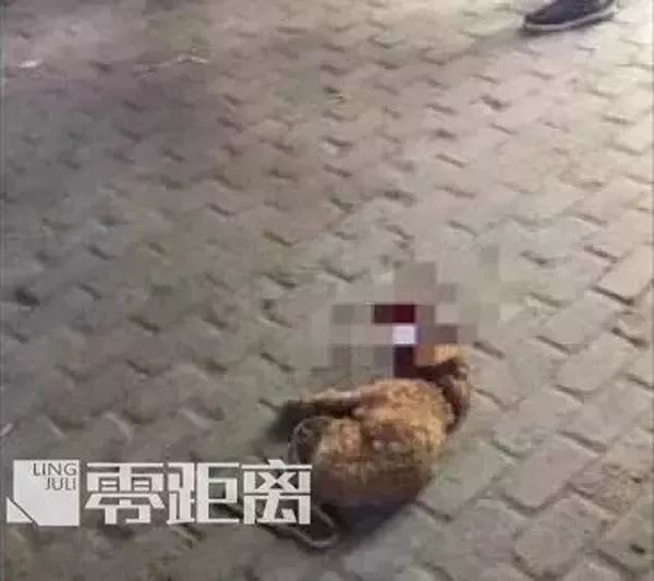 "人不如狗,我来抵命",宝宝被咬,父亲摔死泰迪,可妻子却被网友死亡威胁