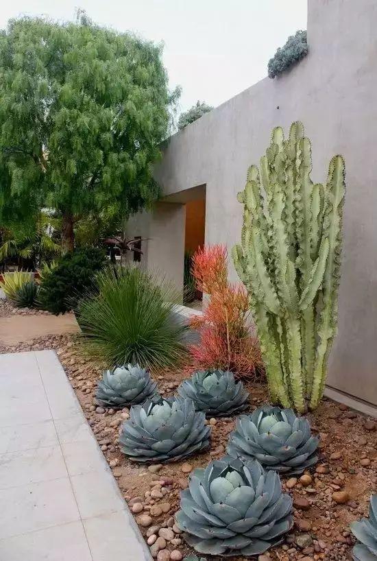 50张 · 多肉植物景观造型场景应用,激发你的花园灵感!