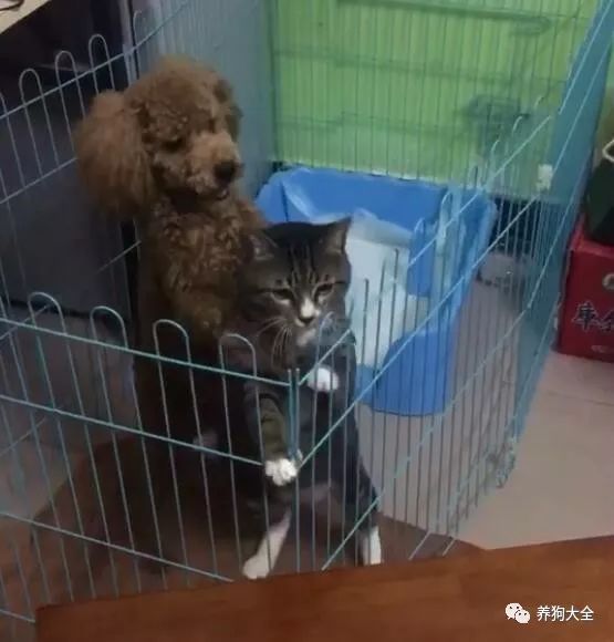 看见泰迪从背后抱着猫暗叫一声不好,网友:我以为只有