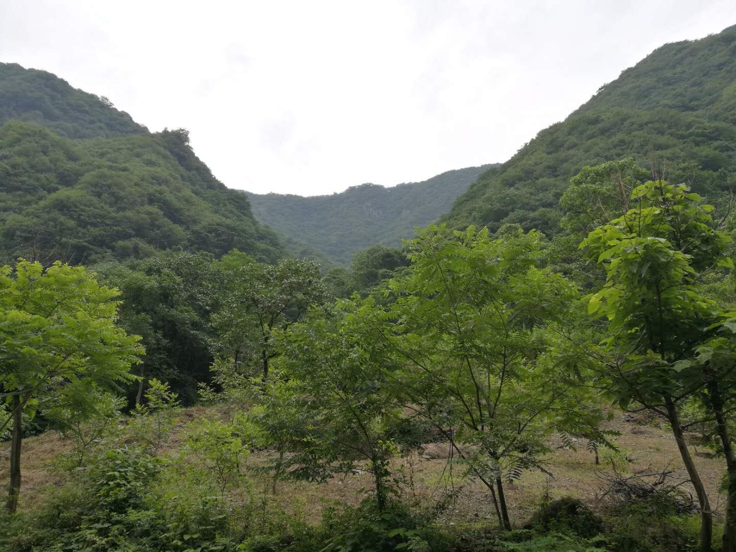 耿峪,秦岭七十二峪之一,位于秦岭山脉北脊,周至县九峰乡境内,峪口即