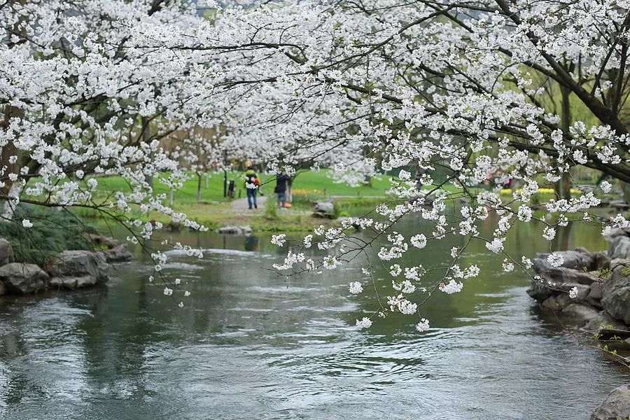 杭州太子湾公园 水岸樱花