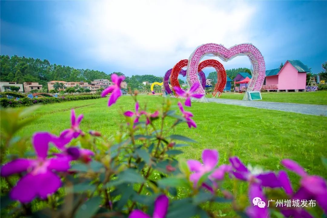 大埔围村花海已成增城乡村旅游的重要景点.