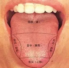 心主舌,因此心火的口舌生疮以舌尖及两侧生疮最为多见,口腔内膜也会