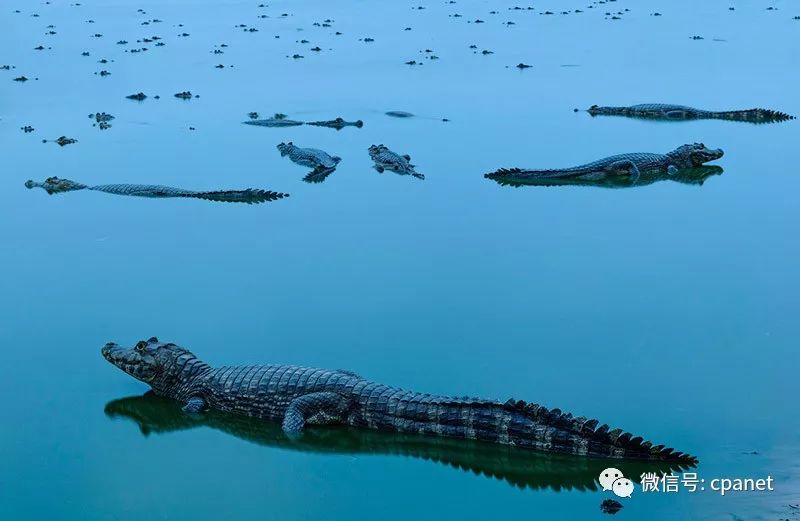 环球 | 全球大自然摄影比赛公布2018年获奖结果