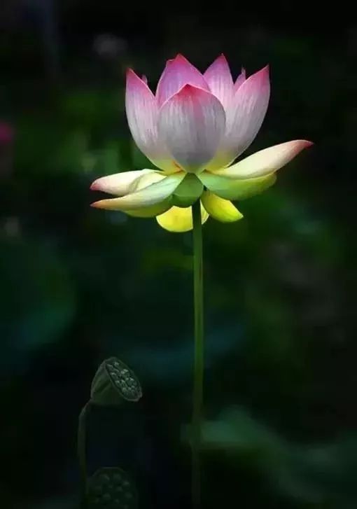 佛说, 每个人的心中都有一朵清净的莲花.