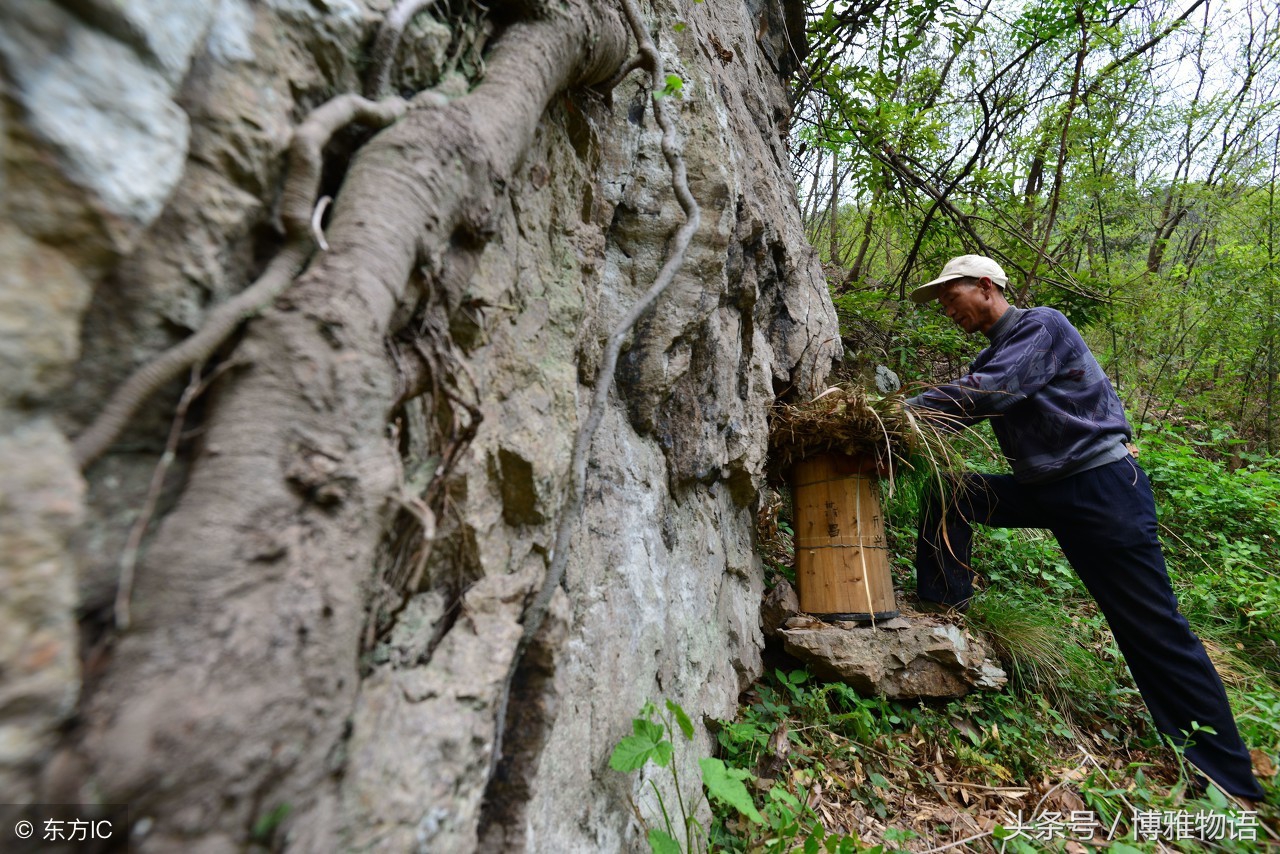 52岁村民自制200个蜂桶放于深山悬崖峭壁,40天左右可收获土蜂蜜