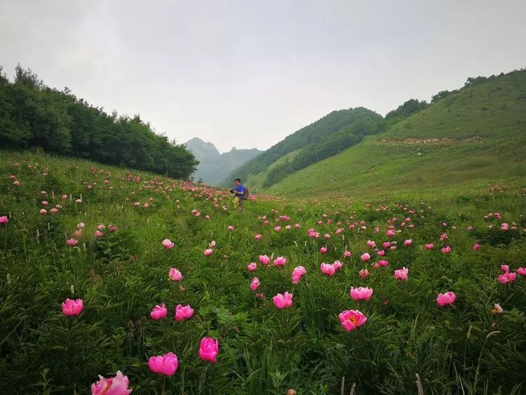 太行之巅竟藏着一片绝美芍药谷,驴圈